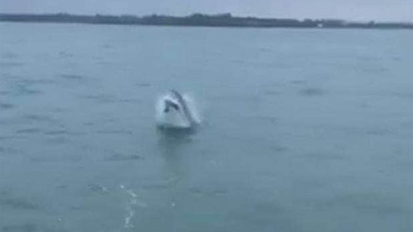 A screengrab from Josh Lonergan's video of a great white shark breaching near Bowentown.