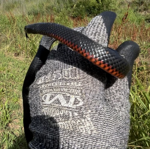 The snake was relocated to nearby bushland and was injured after it's encounter with the feline.