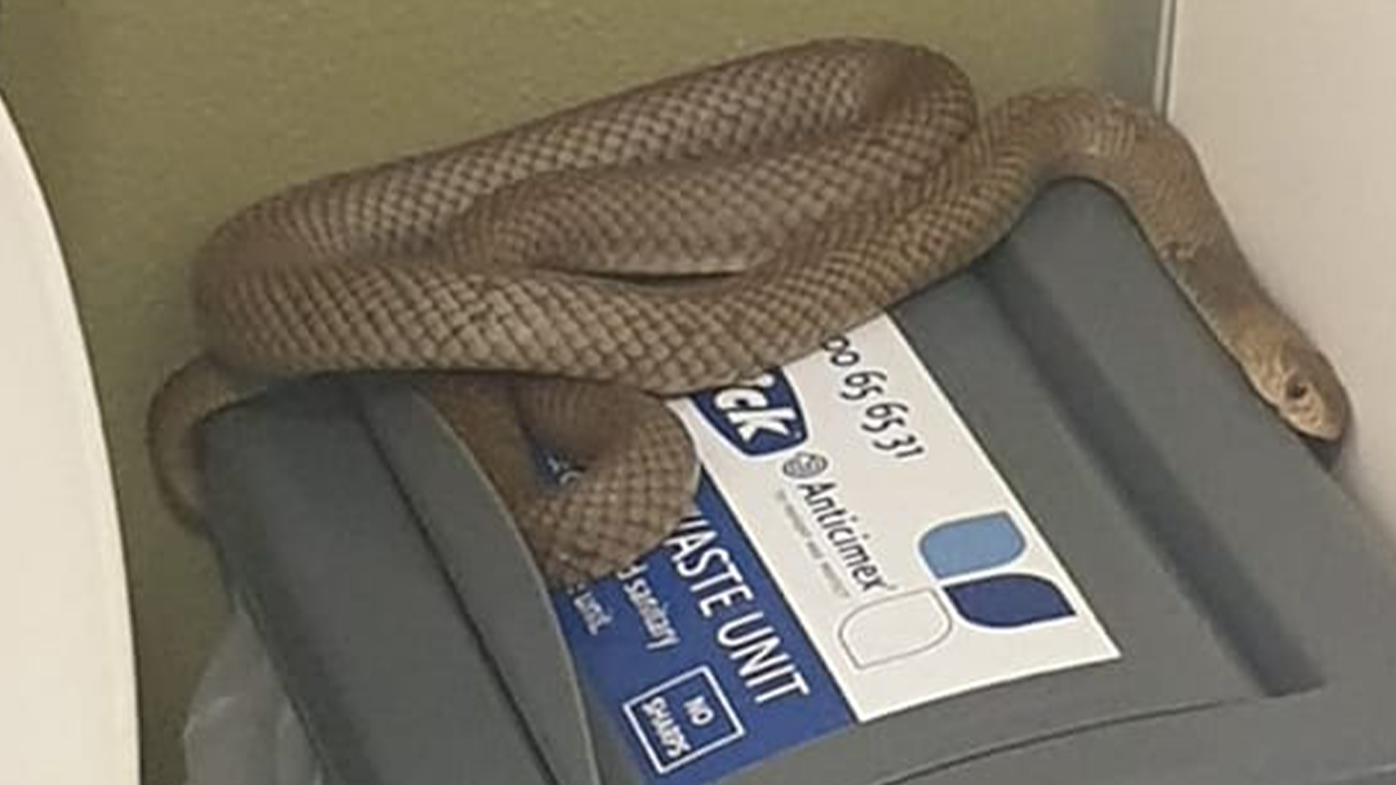 A brown snake was found curled up on a sanitary bin inside a public toilet in Queensland. 