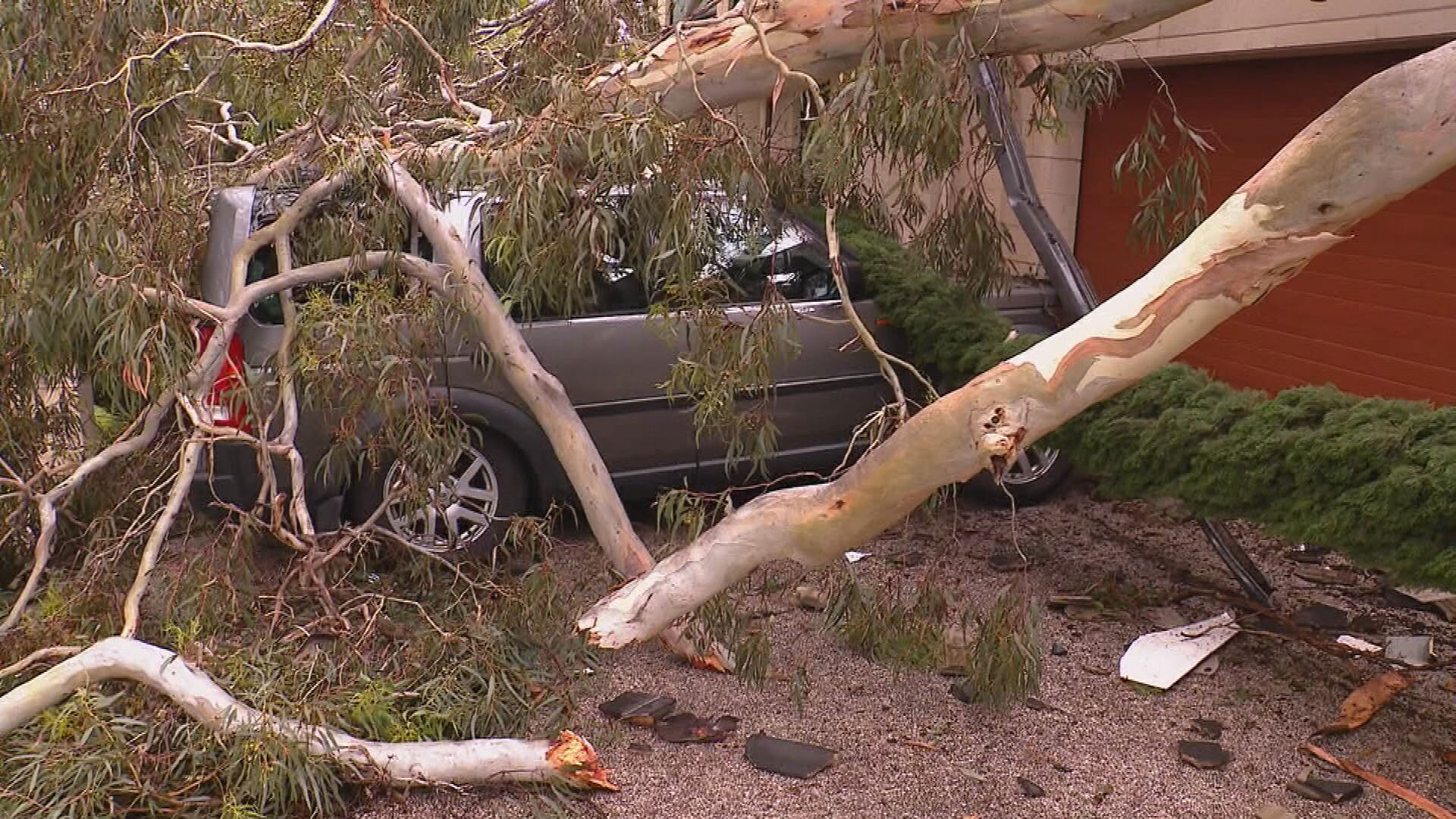 In Stonyfell a home was impacted when a neighbouring tree came crashing down on a car and roof.