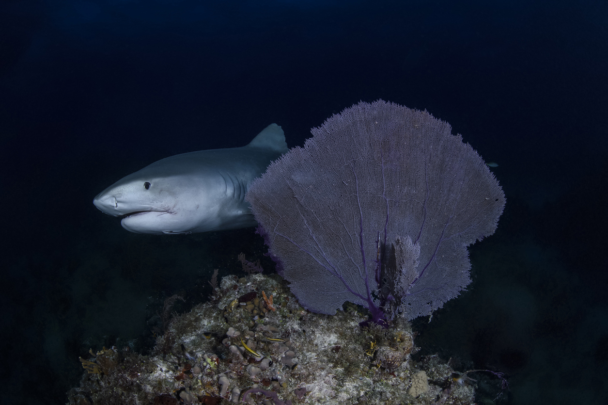 Tiger Shark Swimming underwater at Tiger Beach, Bahamas