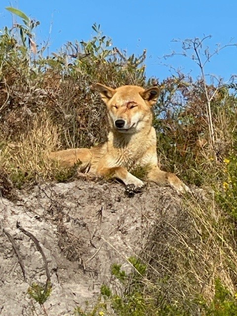 wongari dingo K'Gari