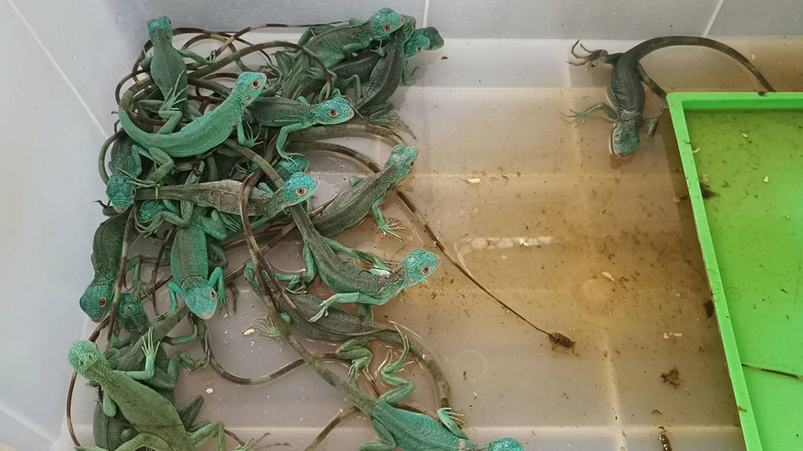 Wildlife officials called to the scene discovered two white porcupines, two armadillos, 35 turtles, 50 lizards and 20 snakes in the two pieces of luggage.