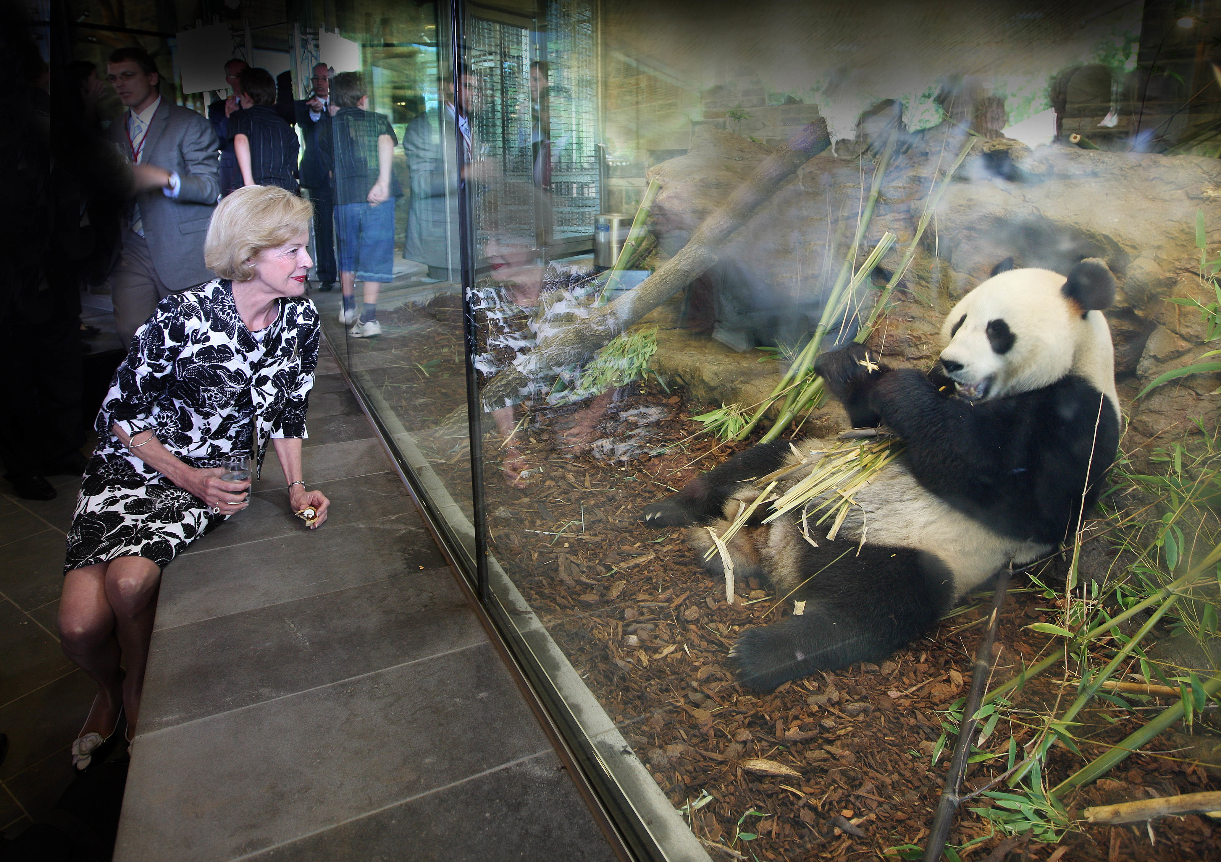 Giant Panda