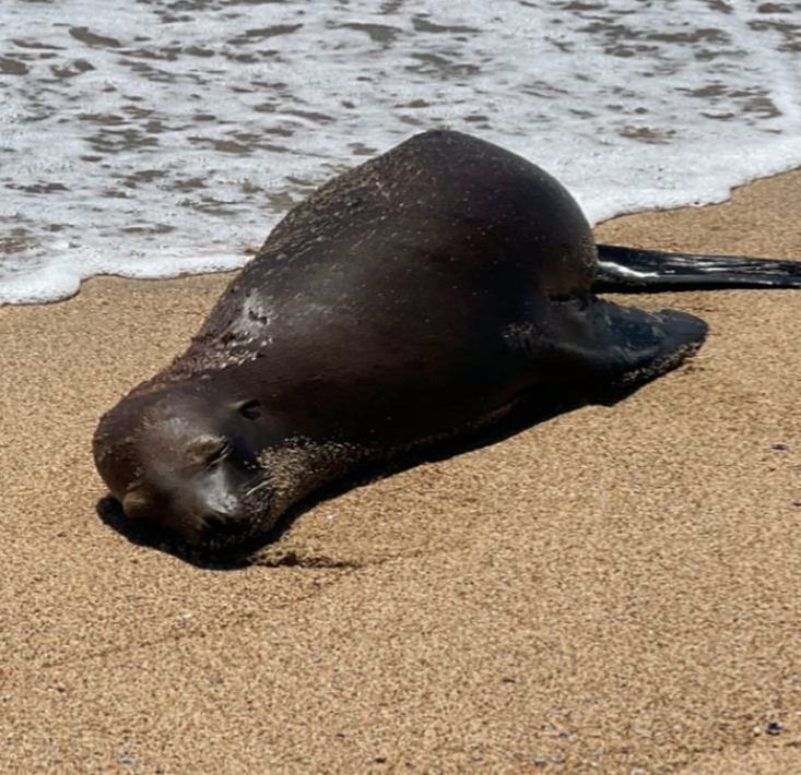 Esta fotografía proporcionada por el Pacific Marine Mammal Center muestra un león marino fotografiado en la playa estatal Bolsa Chica en el condado de Orange, California.