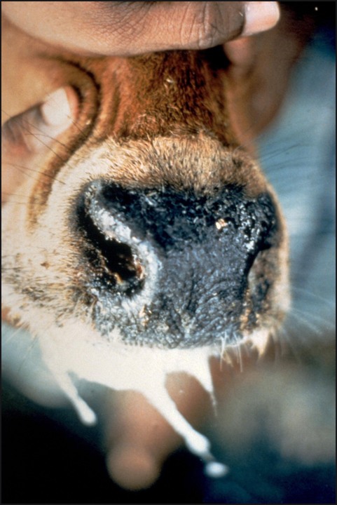 Excessive drooling is seen in a cow affected by foot and mouth disease.