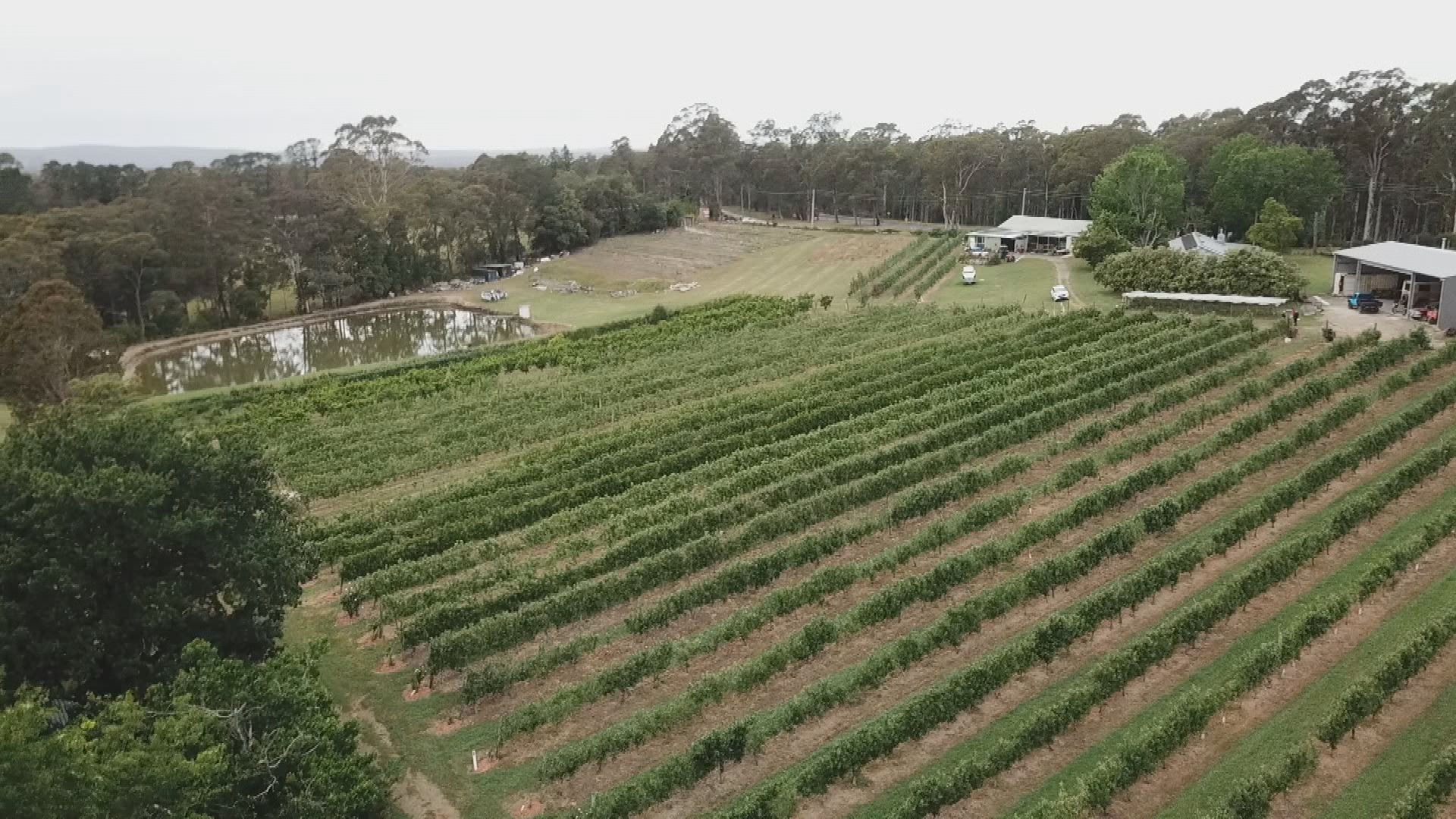 A birds-eye view of Shields Orchard.