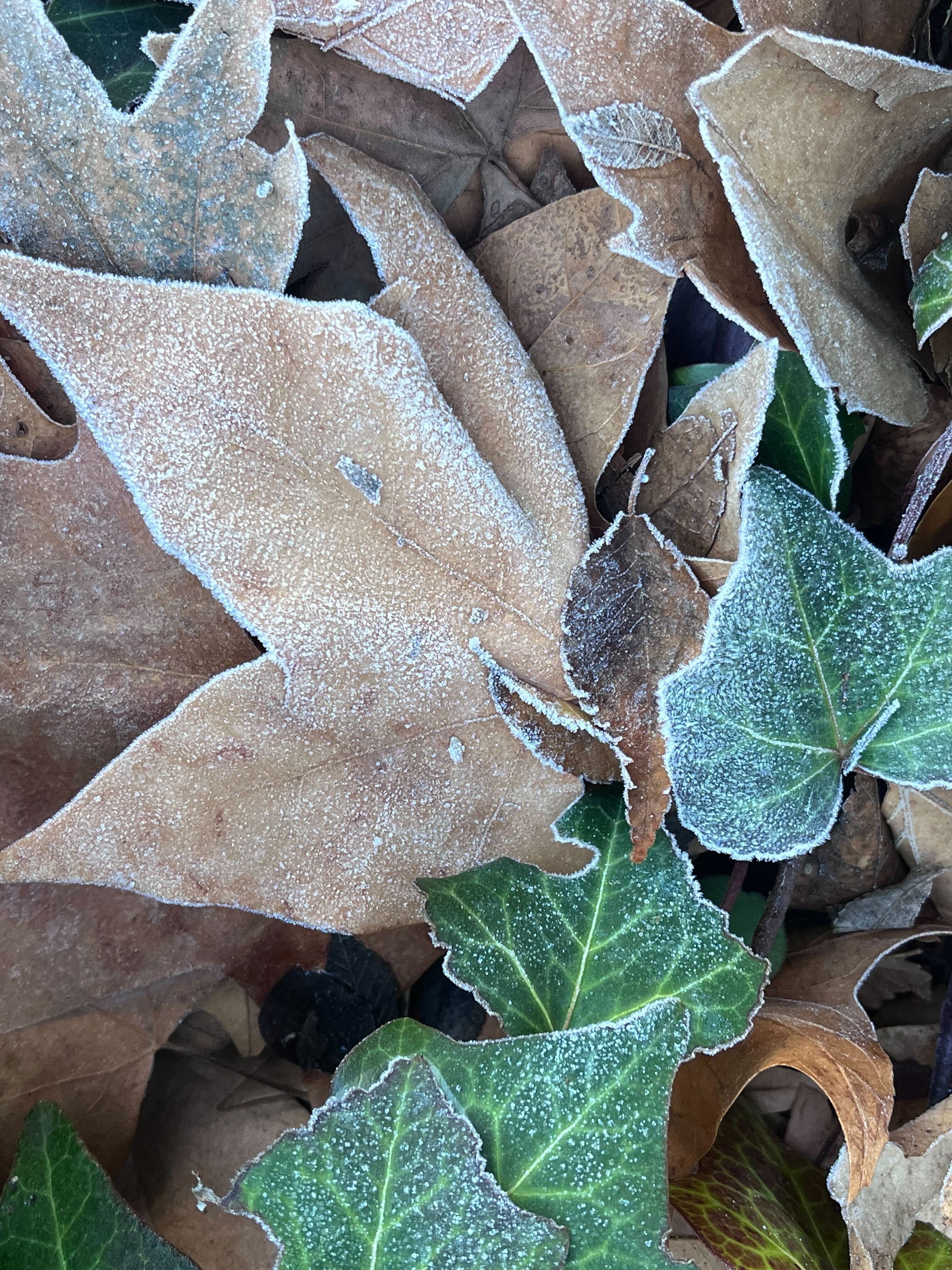 Icy polar blast weather ACT, NSW