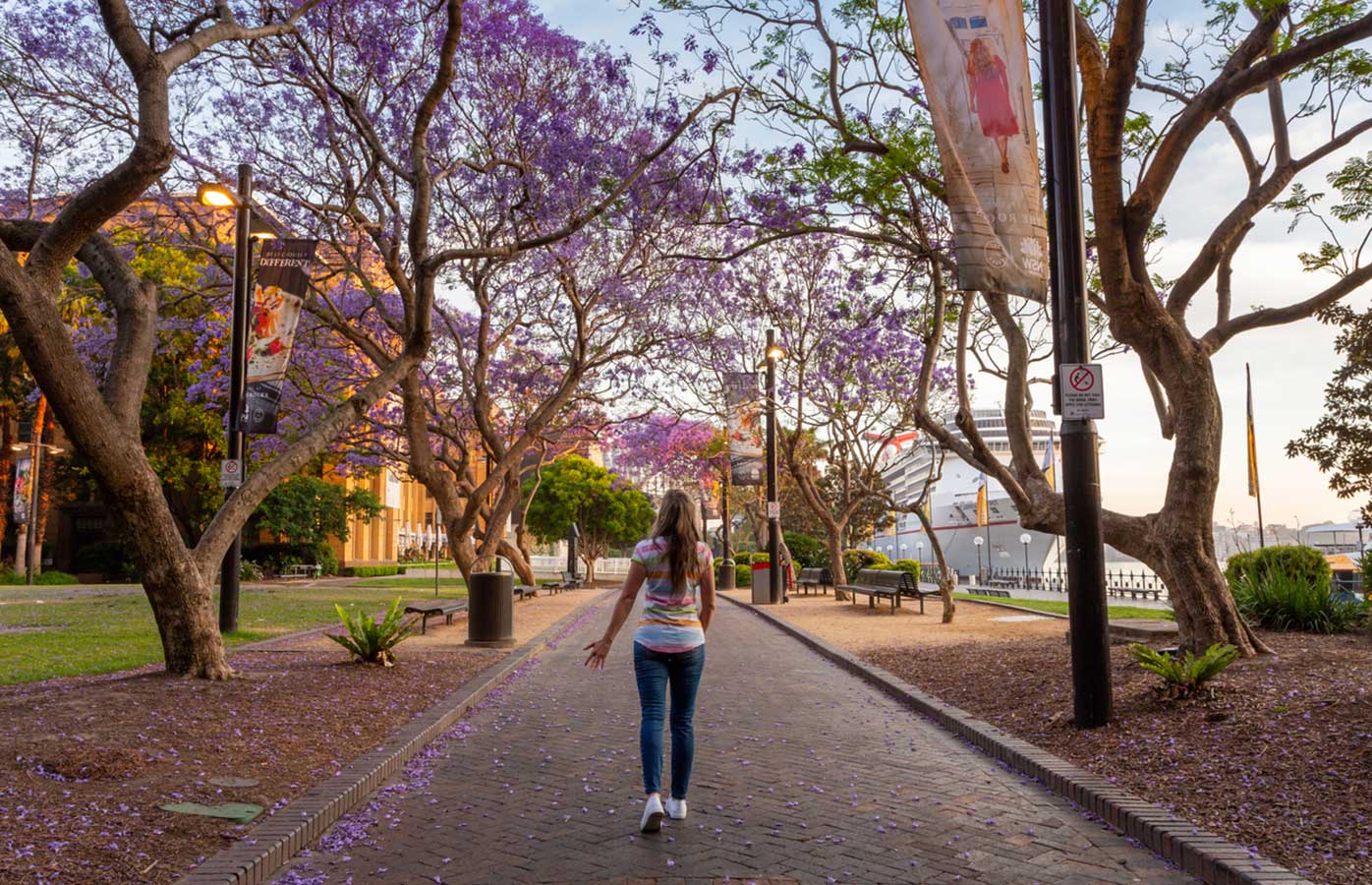 The jacaranda trees at Circular Quay, The Rocks on Sydney Harbour 