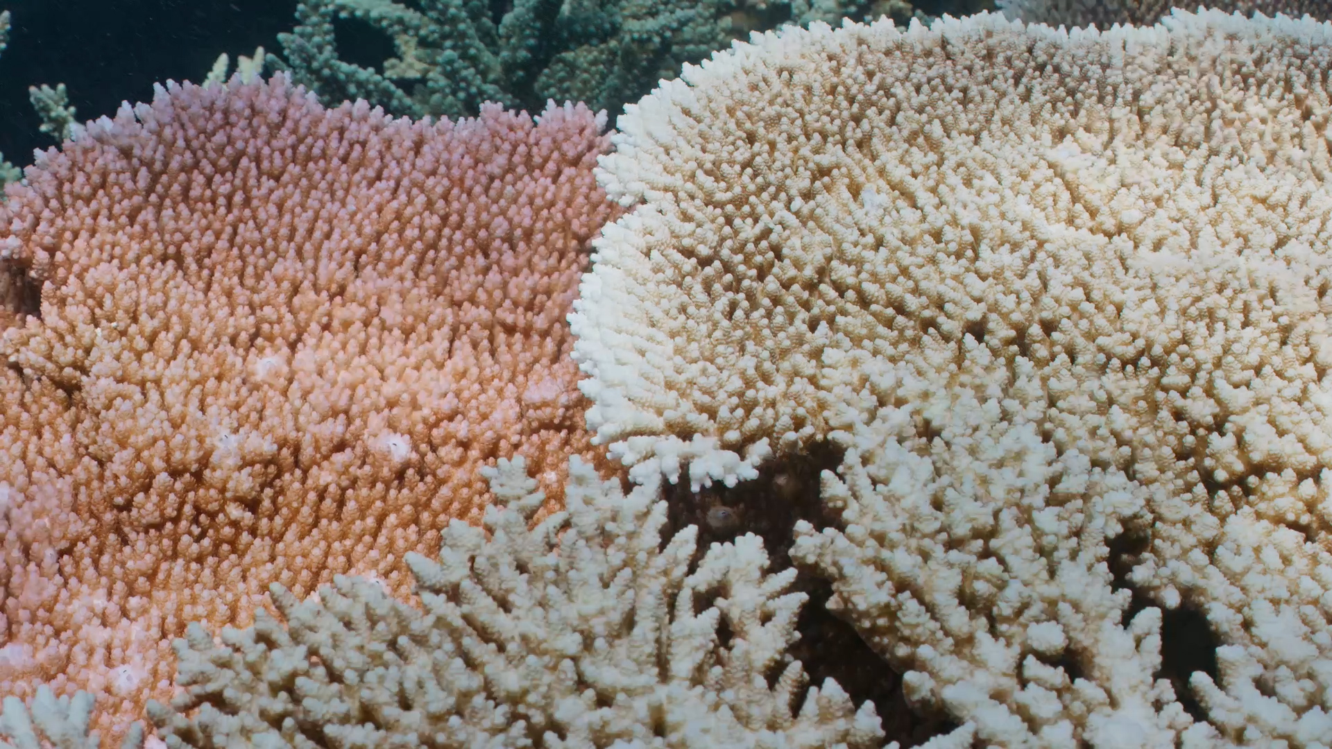 Bleaching fears along the Great Barrier Reef