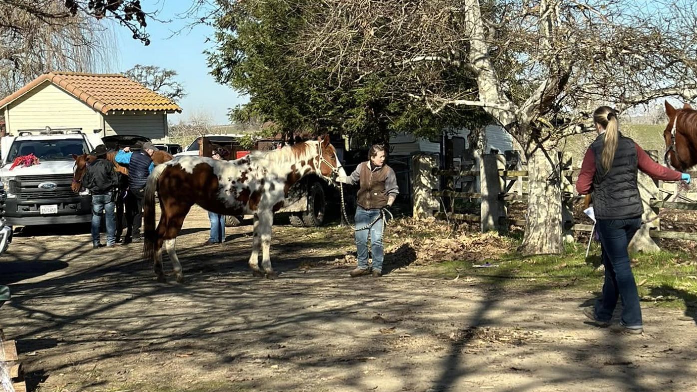 Más de 50 caballos encontrados muertos