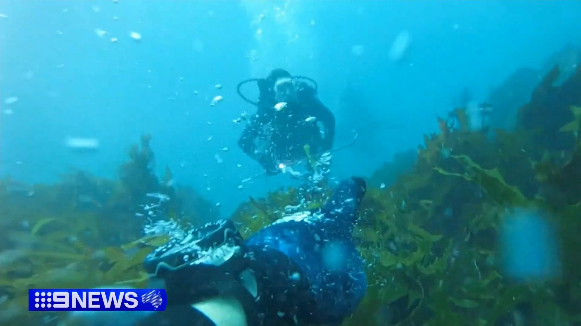 WA duo Andy Nelson and Tim Ryan were hunting for crays off Safety Bay, when they came dangerously close to a great white shark.