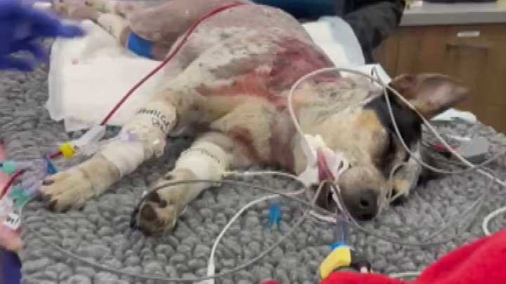 Indie died a few days after the attack in Sydney.