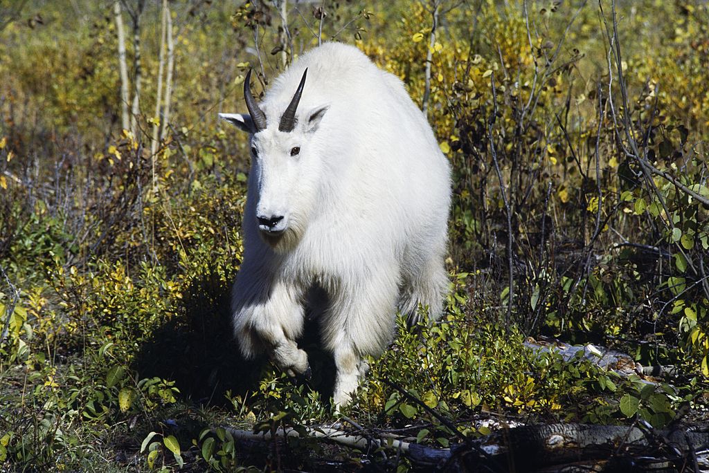 File photo: A mountain goat is the prime suspect in the bear's death.
