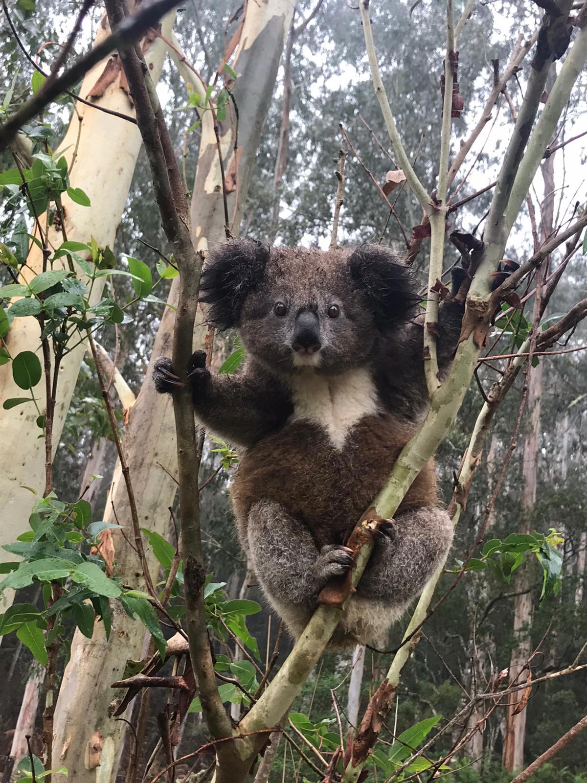 Baby Koala found in Fernbrook, NSW