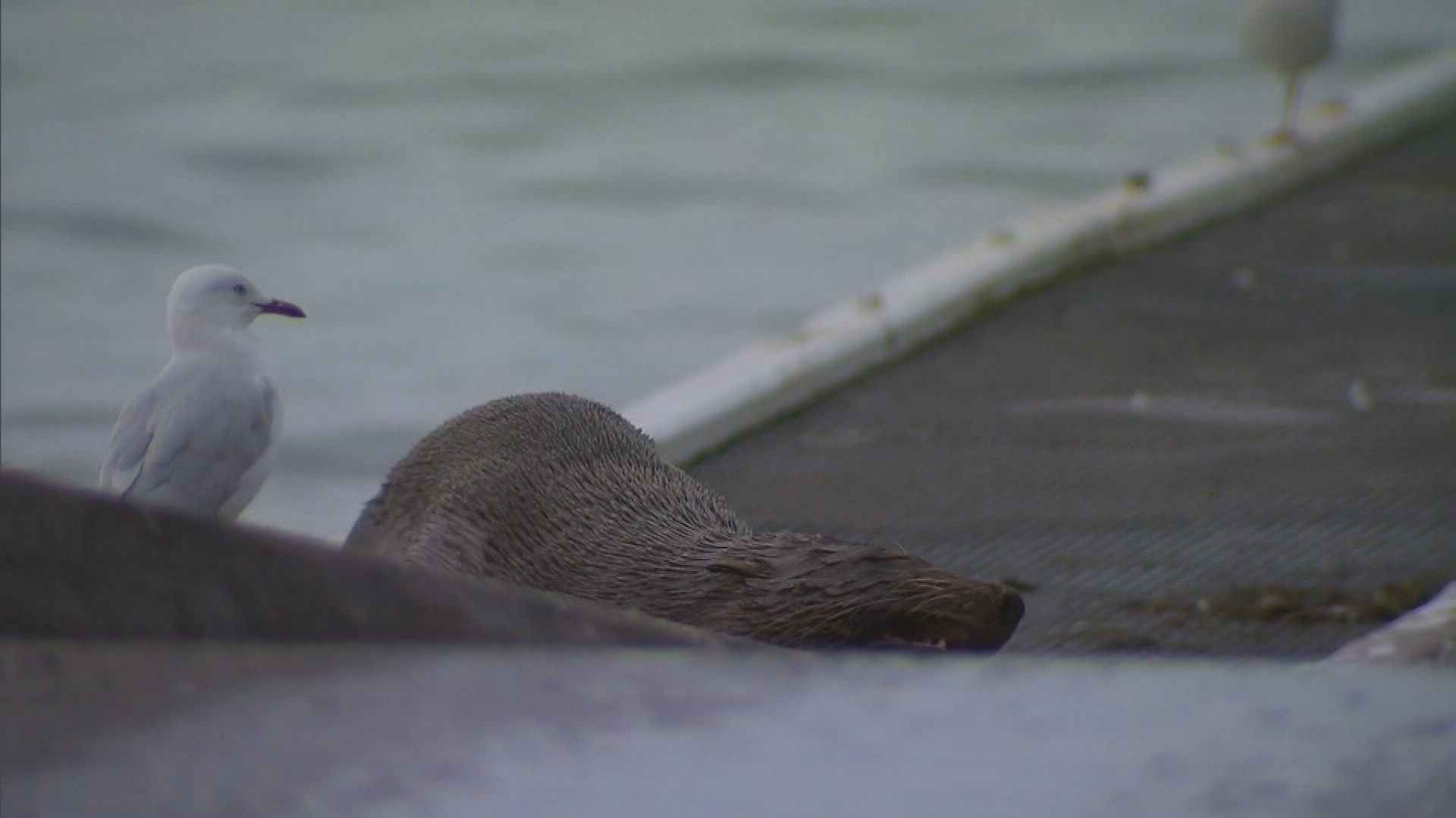 Victorian community divided by seal squatting on boat ramp.
