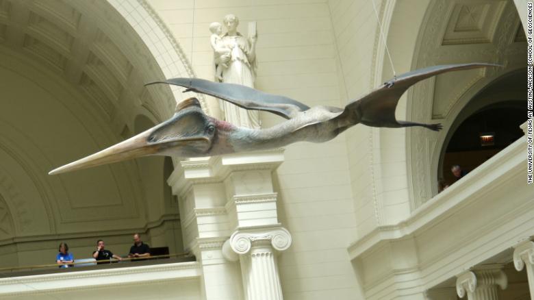 Colossal winged reptile is the largest known flying animal ever to live on  the planet