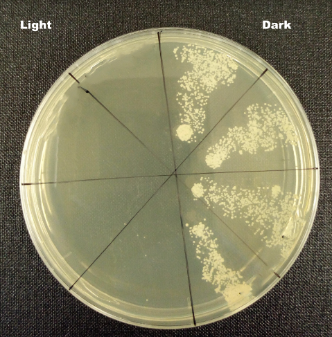 Image showing thedifference between
microbes (golden
Staph) incubated
with the treatment
with and without
light activation. The
left-hand side
showing complete
eradication of
bacterial colonies