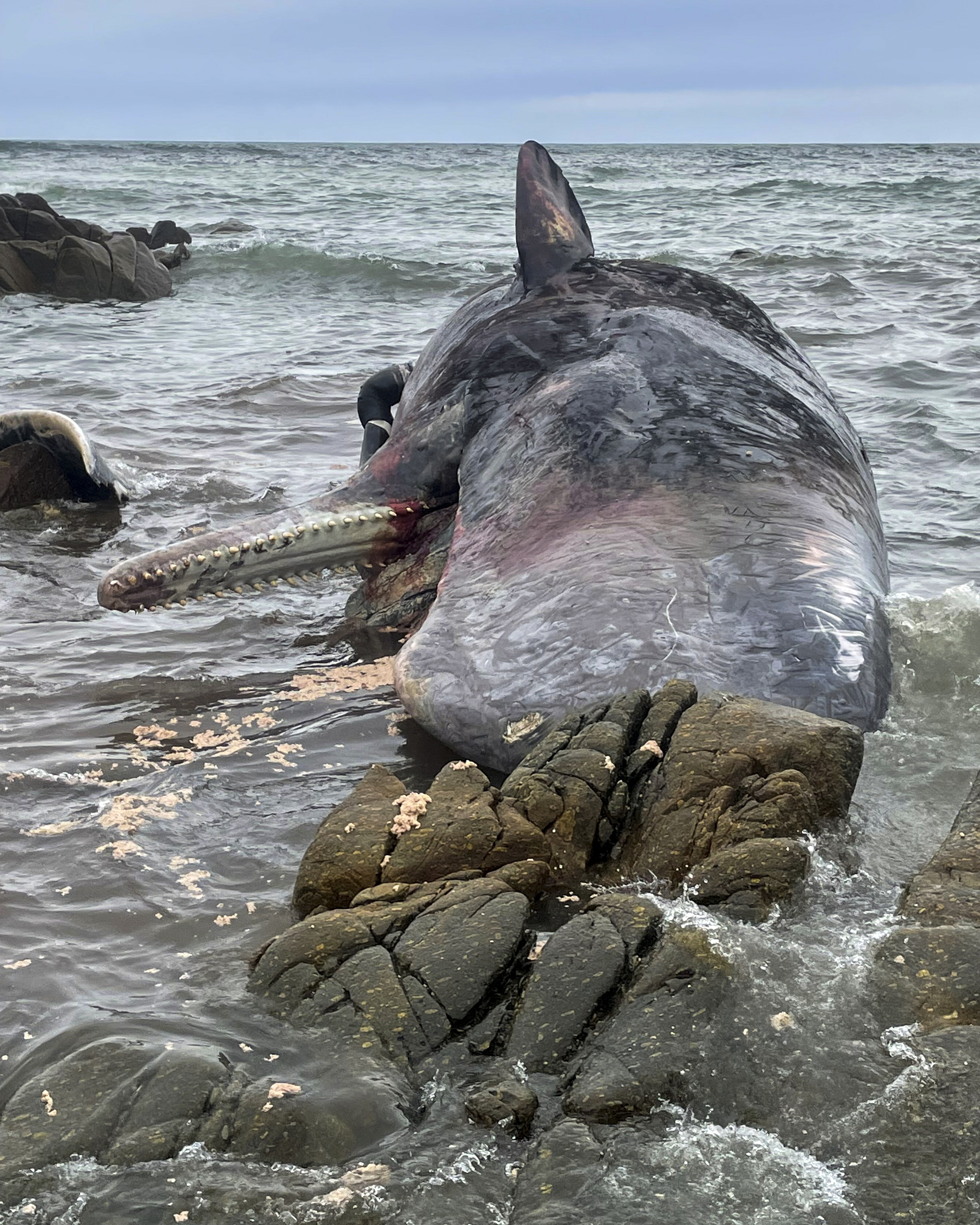 Hundreds of Whales Die in Mass Stranding in Australia, Smart News