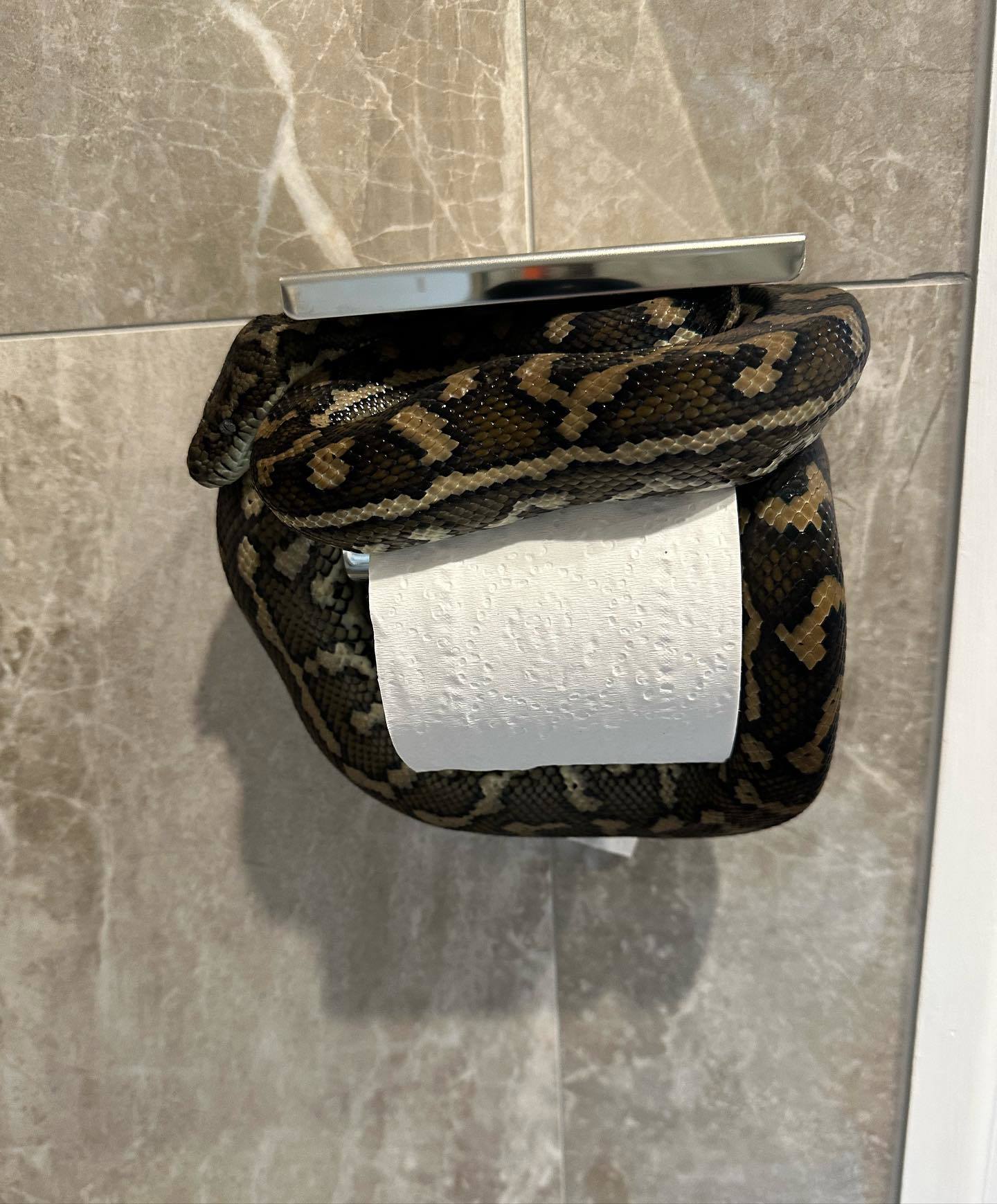 Carpet Python on Toilet-Roll