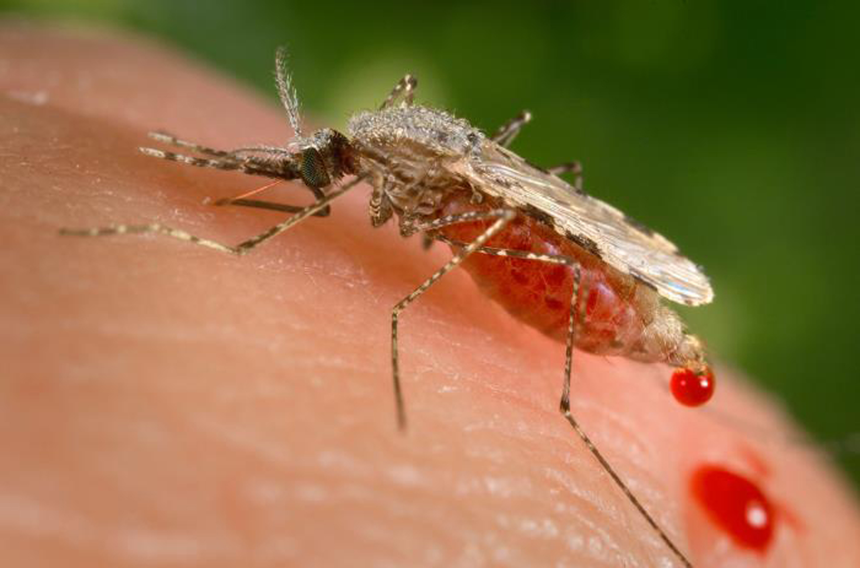 Los mosquitos del olor corporal son los más atraídos por