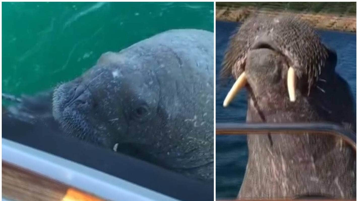 Wally decides he wants to come aboard.