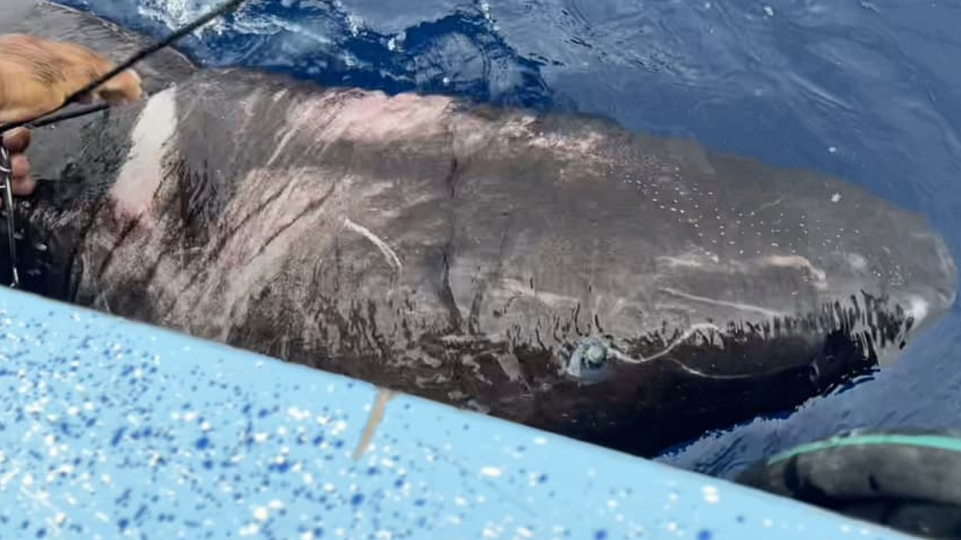 Greenland sharks are the world's longest-living vertebrate on Earth, capable of living up at least 400 years.