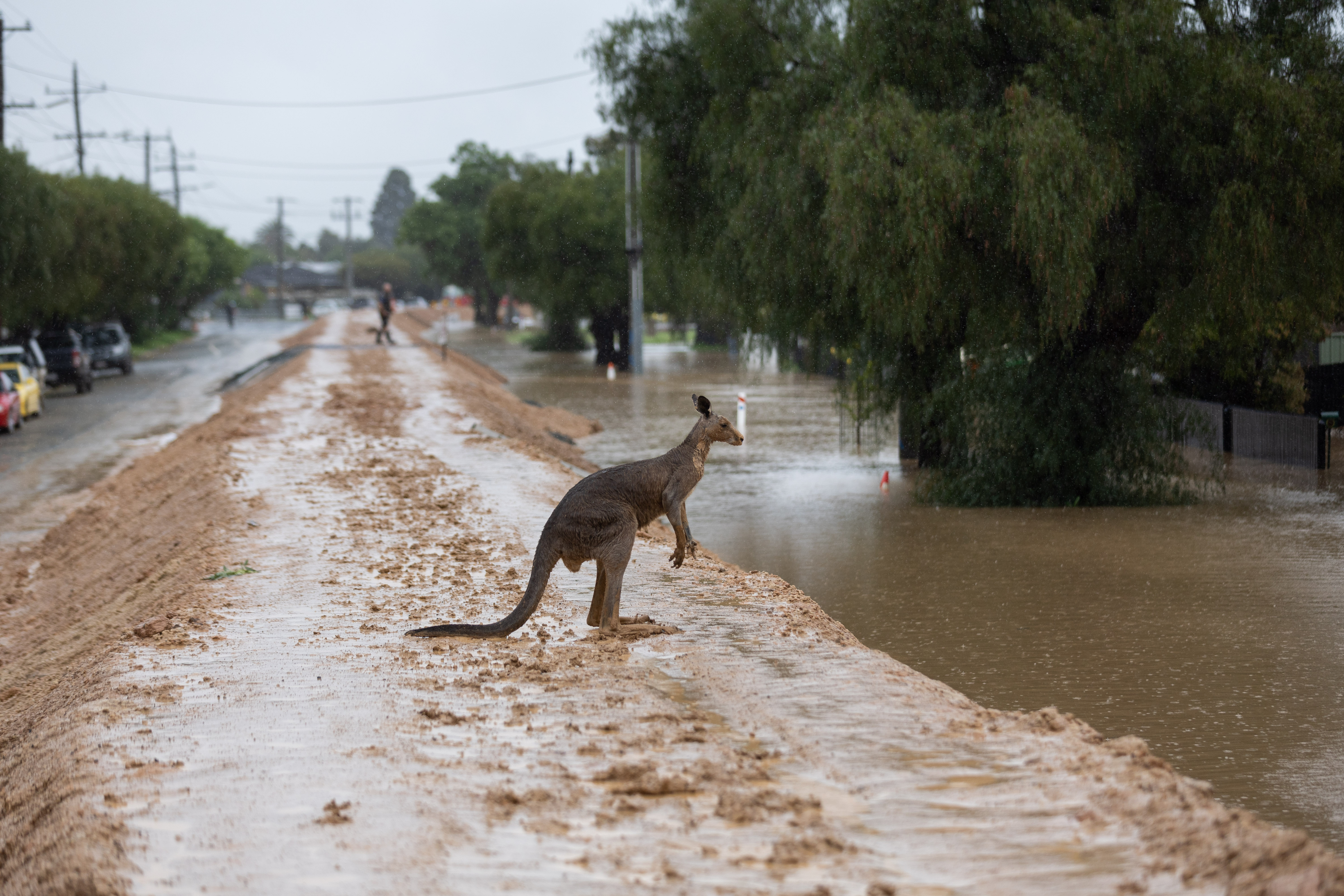 A sodden kangaroo looking for high ground  makes its way across the levee wall in Echuca.