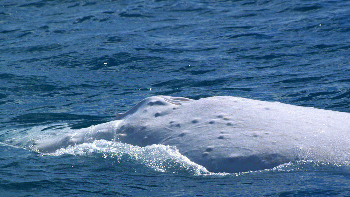 Migaloo the white humpback whale, Hervey Bay Queensland 1991.