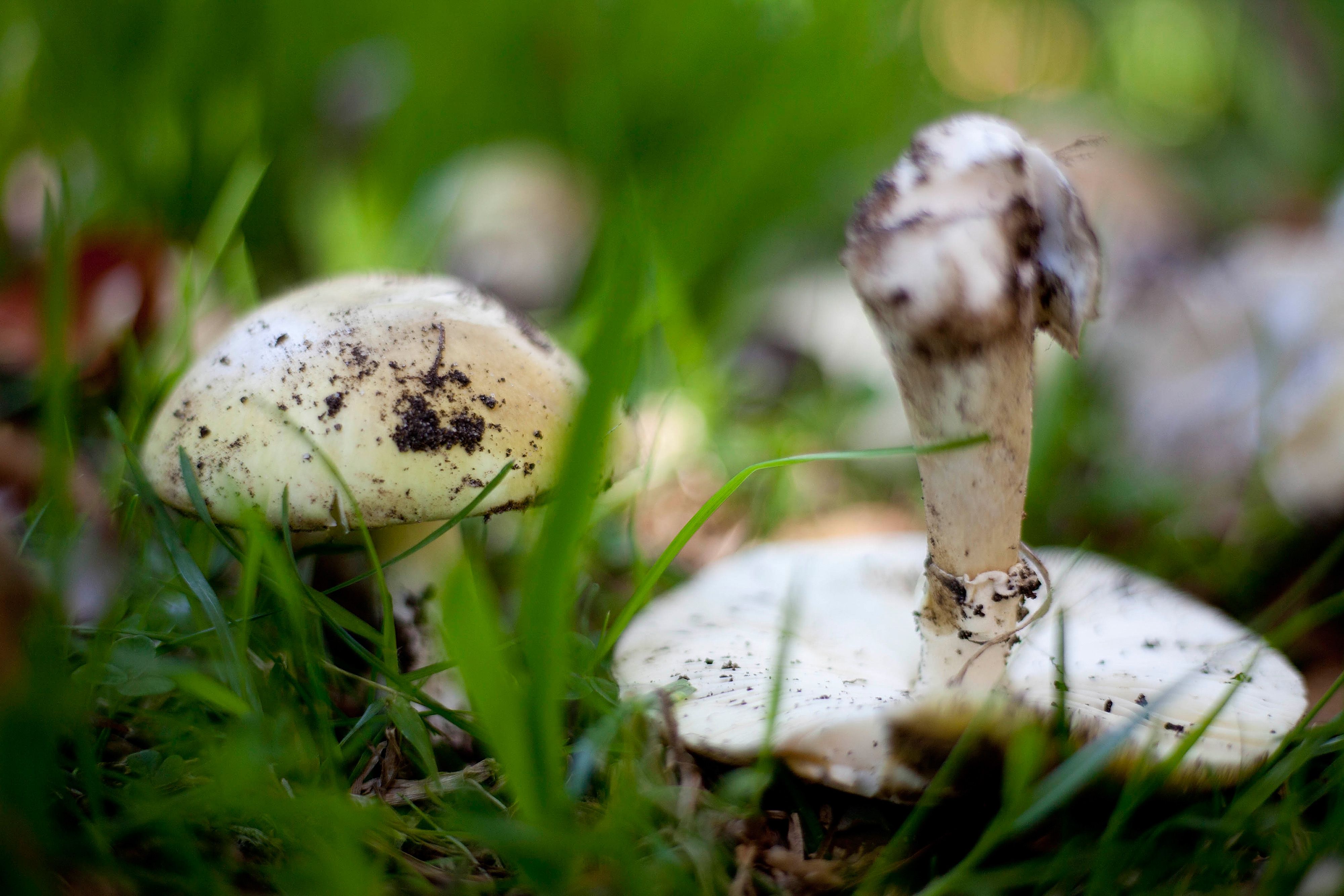 Death cap mushrooms