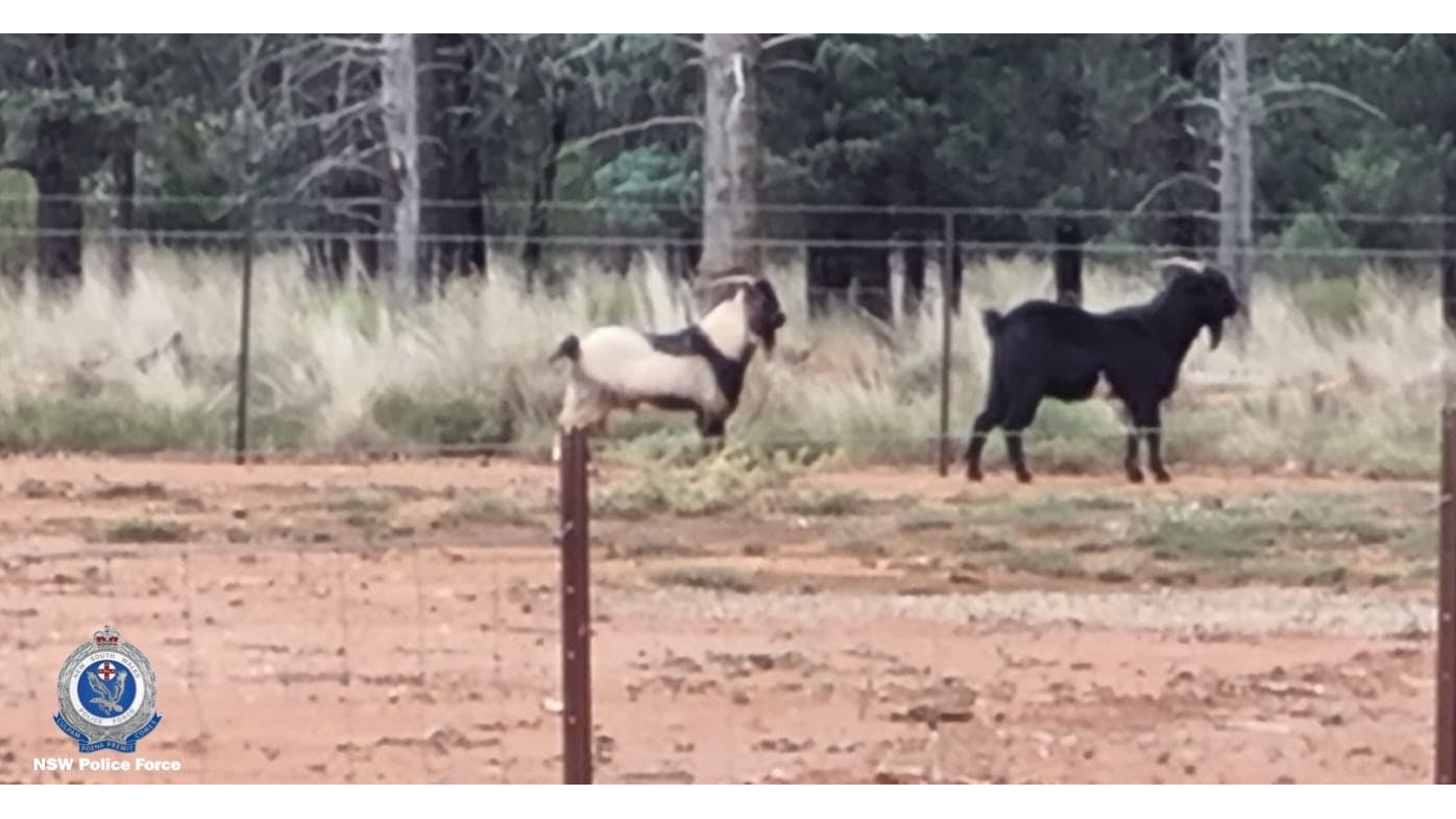 Police seized more than 700 stolen goats in NSW.