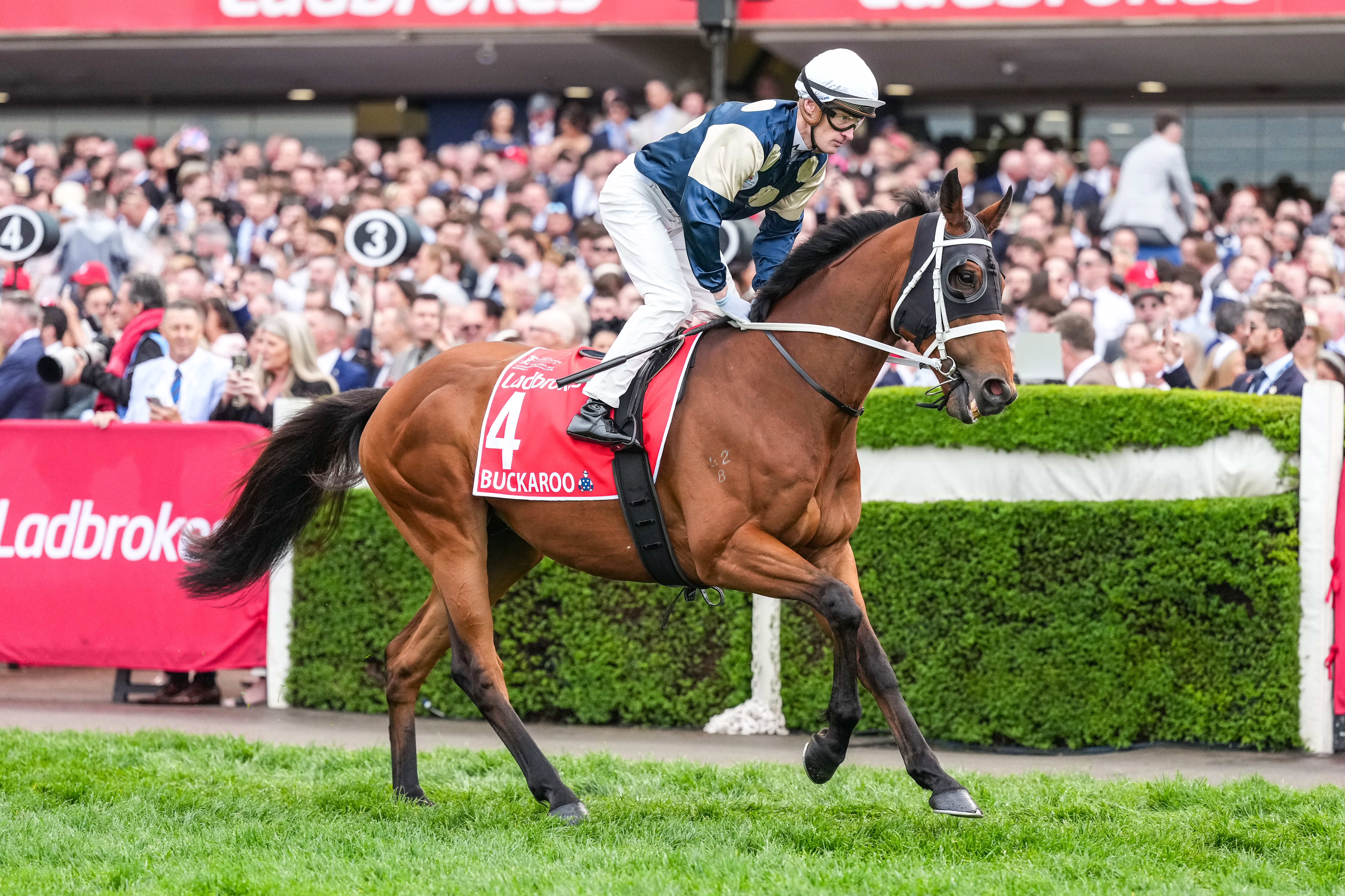 Buckaroo on the way to the barriers prior to the running of the Cox Plate.
