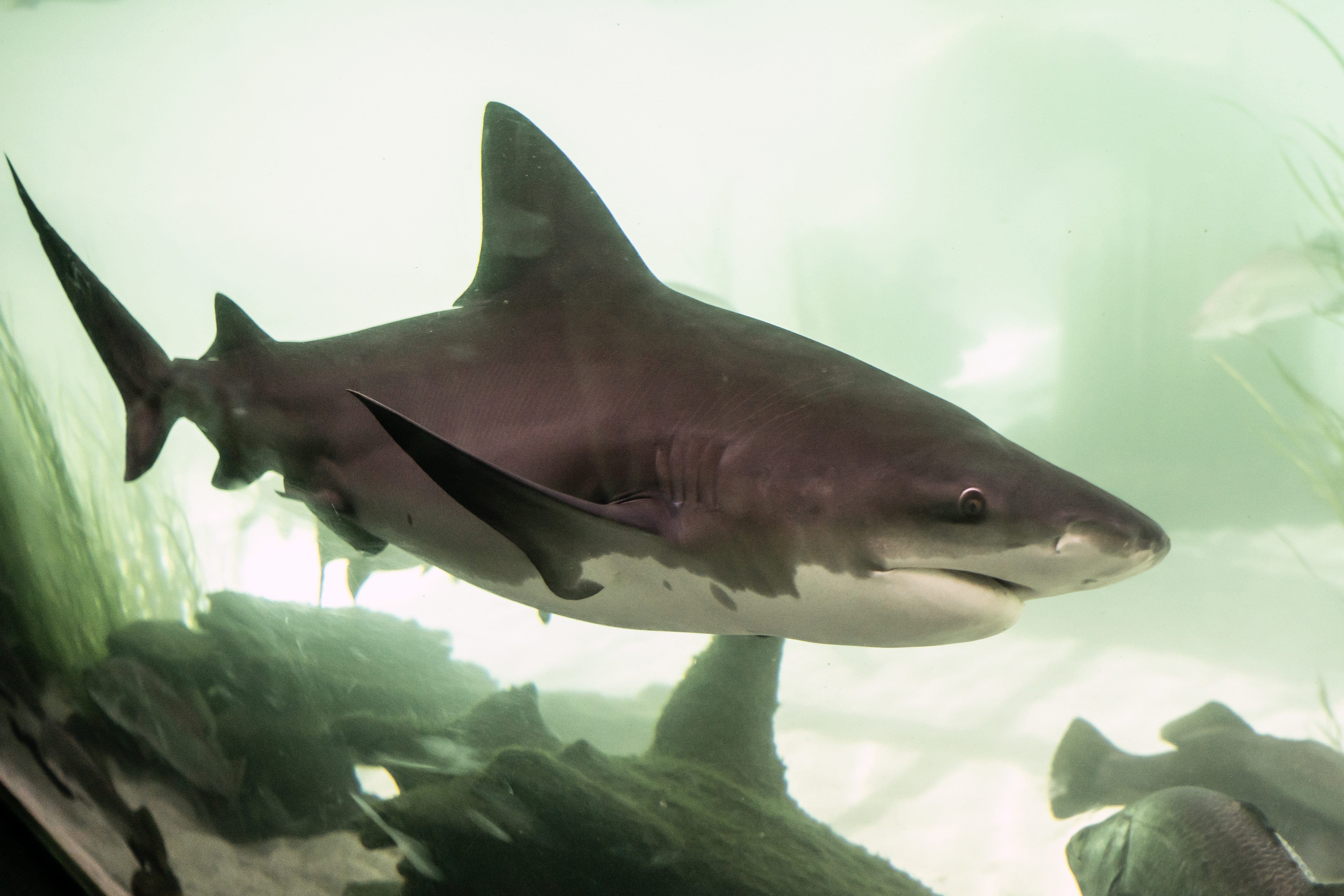Bull sharks are known to be more aggressive than other species of shark.