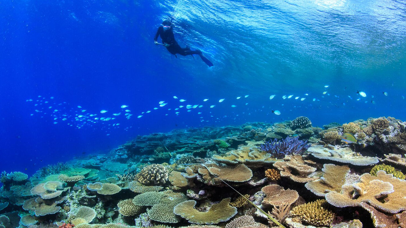 Photos of Great Barrier Reef affected by mass bleaching in 2016