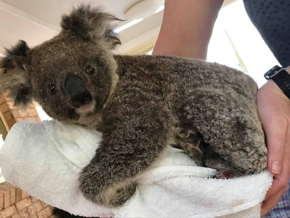 ember koala