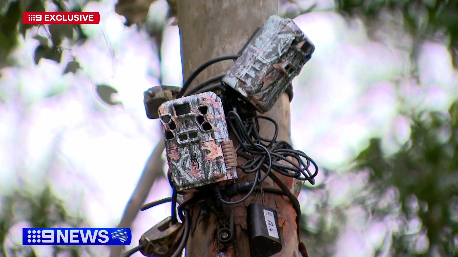 Brisbane's covert cameras catching more than just litterbugs