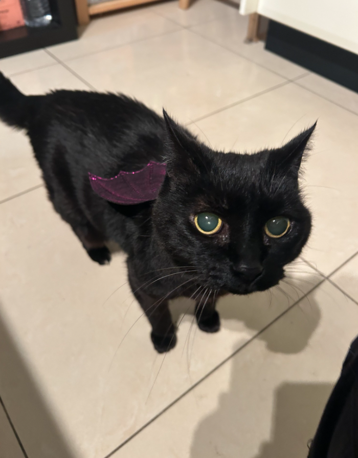 W﻿hen Sarah's cat went missing, and she received a message from somebody claiming to have seen her, But the Sydney woman was shocked to discover the person was trying to scam her.They had created photos of her cat, using AI, and were demanding money.